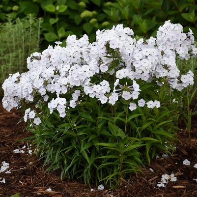 Phlox paniculata x Fashionably Early Crystal