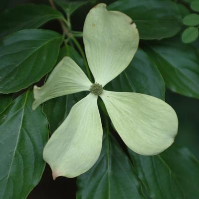 Cornus x Rutcan