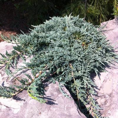 Juniperus horizontalis Monber