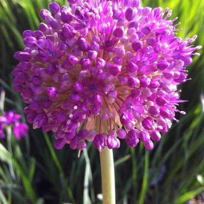 Allium giganteum 