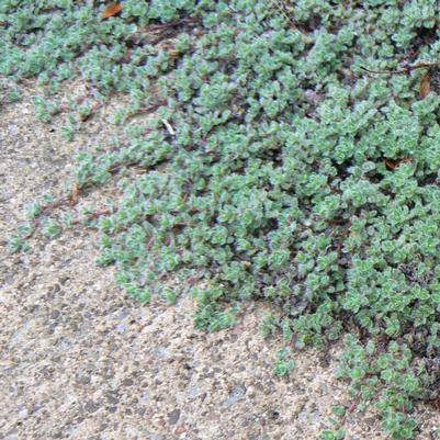 Thymus pseudolanuginosus 