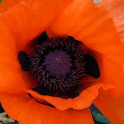 Papaver orientale Allegro