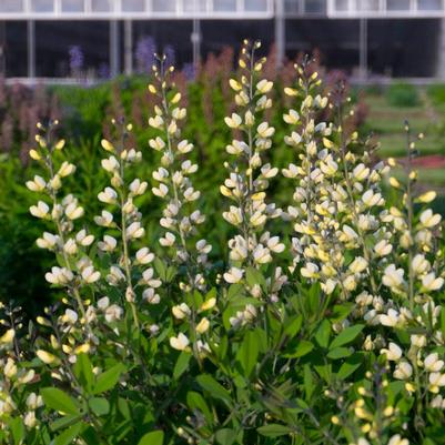 Baptisia x Vanilla Cream