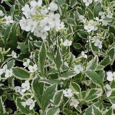 Arabis caucasica Variegata