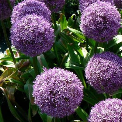 Allium giganteum Globemaster