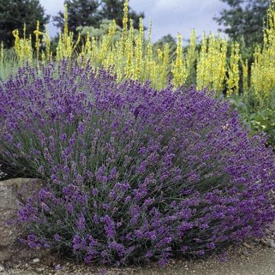 Lavandula angustifolia Hidcote Blue