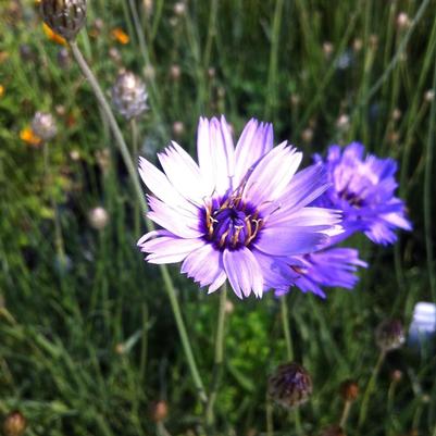 Catananche caerulea 