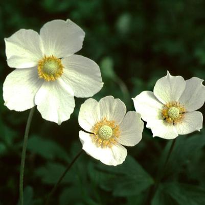 Anemone canadensis 