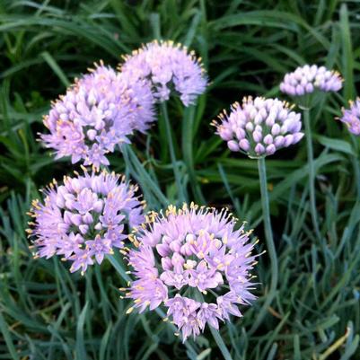 Allium senescens Blue Eddy