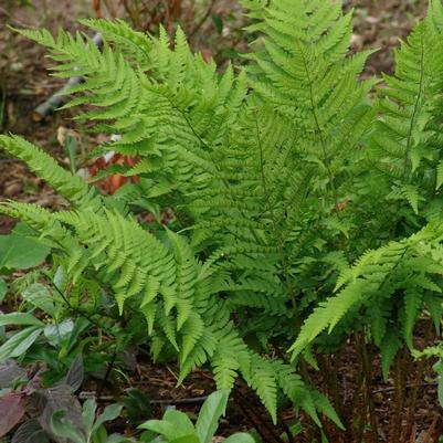 Dryopteris goldiana 