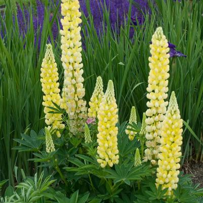 Lupinus x Popsicle Yellow