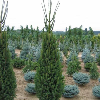 Picea abies Cupressina