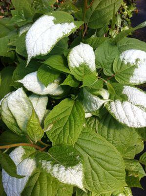 Actinidia kolomikta (male) 