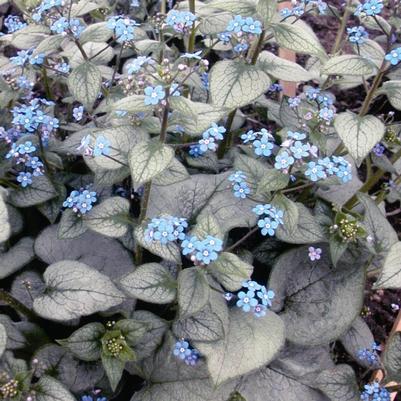 Brunnera macrophylla Looking Glass