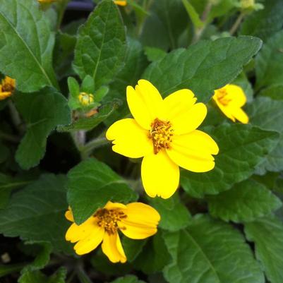 Chrysogonum virginianum 