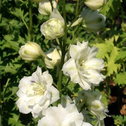 Delphinium elatum Double Innocence