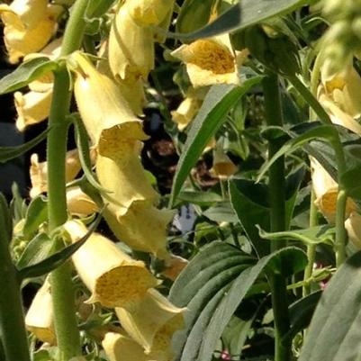 Digitalis grandiflora 