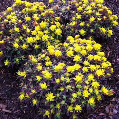 Euphorbia polychroma Bonfire