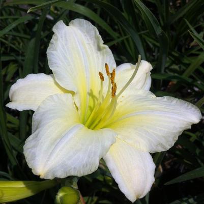 Hemerocallis Joan Senior