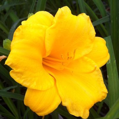 Hemerocallis Mini Stella