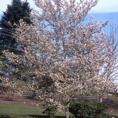 Amelanchier x grandiflora Princess Diana