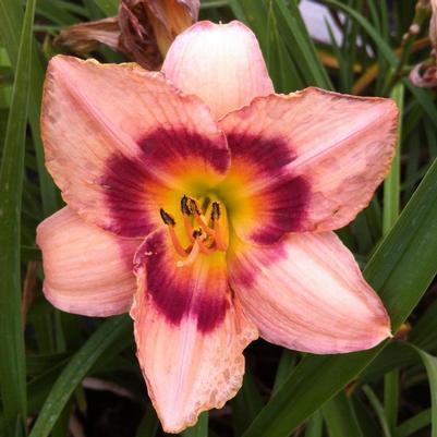 Hemerocallis Wineberry Candy