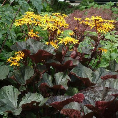 Ligularia dentata Britt-Marie Crawford