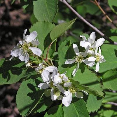 Amelanchier alnifolia 