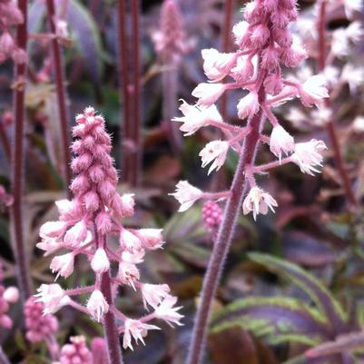 Tiarella x Candy Striper