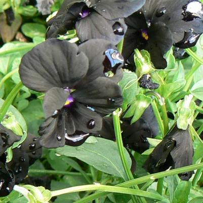 Viola cornuta Black Magic