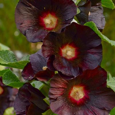 Alcea rosea Spotlight Black Knight