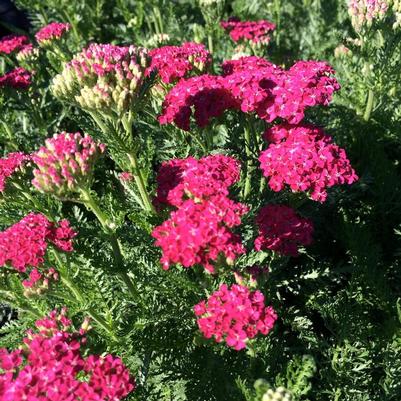 Achillea millefolium Blooms of Bressingham® Seduction Saucy Seduction