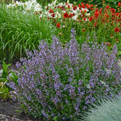 Nepeta faasenii Purrsain Blue (Catmint)