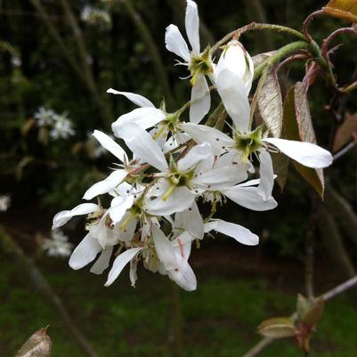 Amelanchier canadensis 