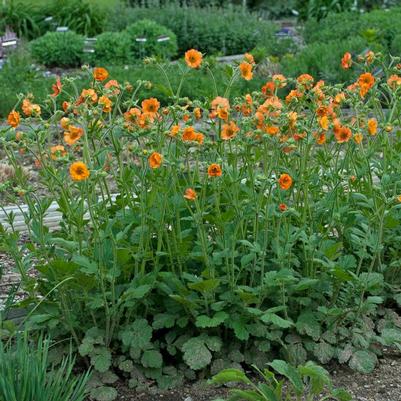 Geum x Tim's Tangerine