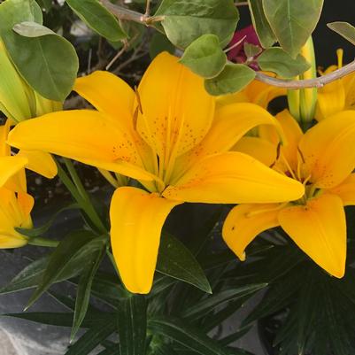 Lilium x Tiny Bee