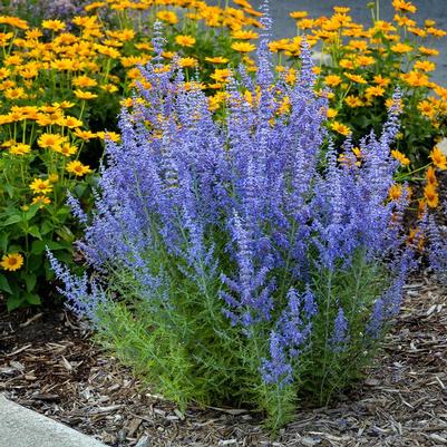 Perovskia atriplicifolia Denim 'n Lace