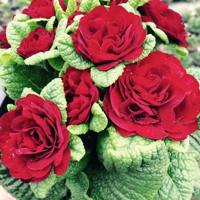 Primula vulgaris Kerbelred