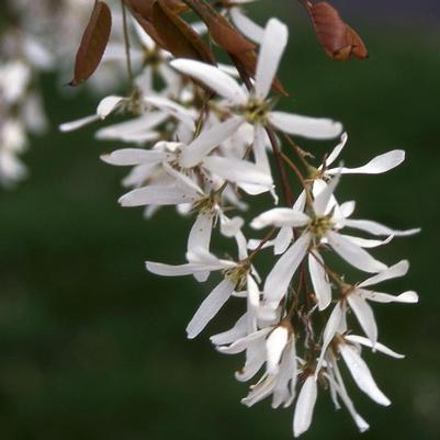 Amelanchier laevis 