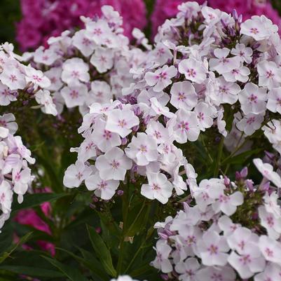 Phlox paniculata Party Girl
