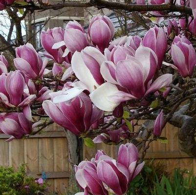 Magnolia x soulangiana Rustica Rubra