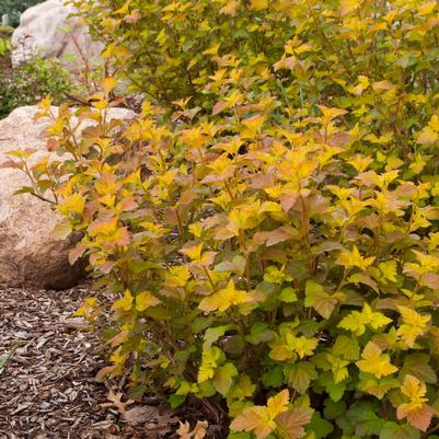 Physocarpus opulifolius Jefam