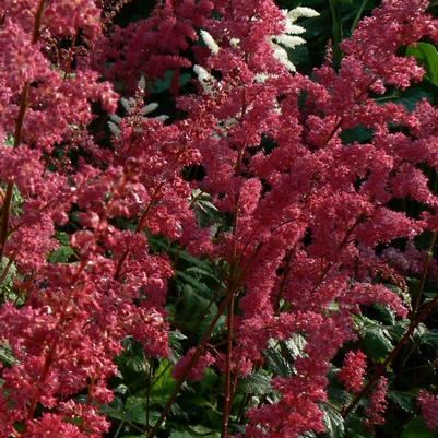 Astilbe arendsii Fanal