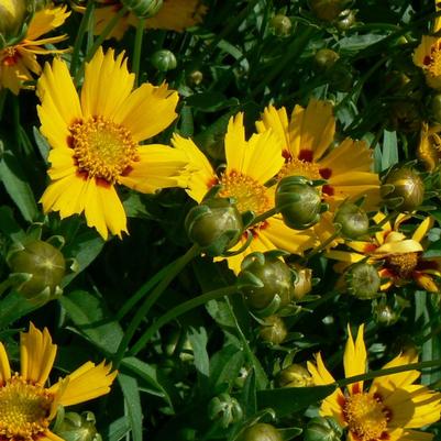 Coreopsis lanceolata Sonnenkind