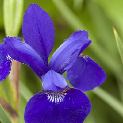 Iris sibirica Caesar's Brother