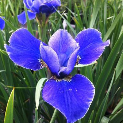 Iris sibirica Silver Edge