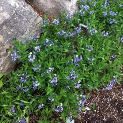 Amsonia x Blue Ice