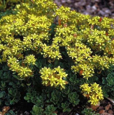 Sedum hybridum Czar's Gold