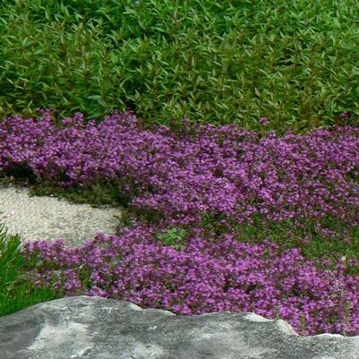 Thymus praecox Coccineus (Red Creeping Thyme)