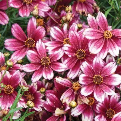 Coreopsis x Satin & Lace™ Berry Chiffon